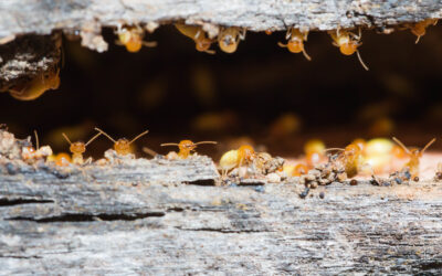 Signs Your House May Have Termites & What To Do
