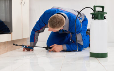 Why Do You Need a Termite Inspection?
